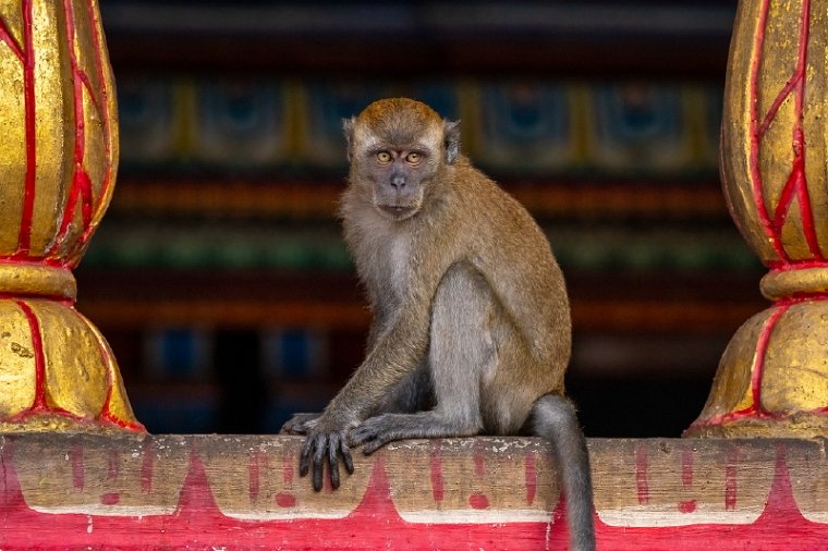 005 Kuala Lumpur, batu caves.jpg